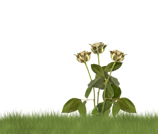 Pěstování růží na bílém pozadí. konceptuální obrázek. — Stock fotografie