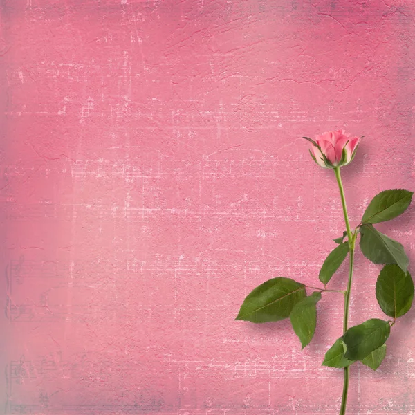 Fundo de grunge de congratulação com a bela rosa — Fotografia de Stock