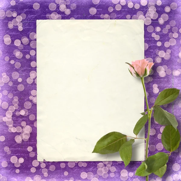 Karte für Einladung oder Gratulation mit schöner Rose auf der — Stockfoto