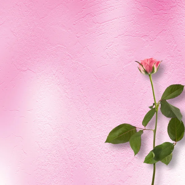 Tło grunge dla gratulacje z piękną różę — Zdjęcie stockowe