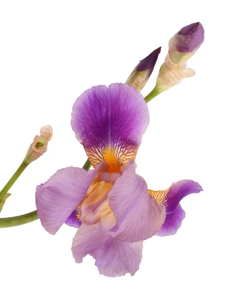 Schöne lila Iris Blume isoliert auf weißem Hintergrund — Stockfoto