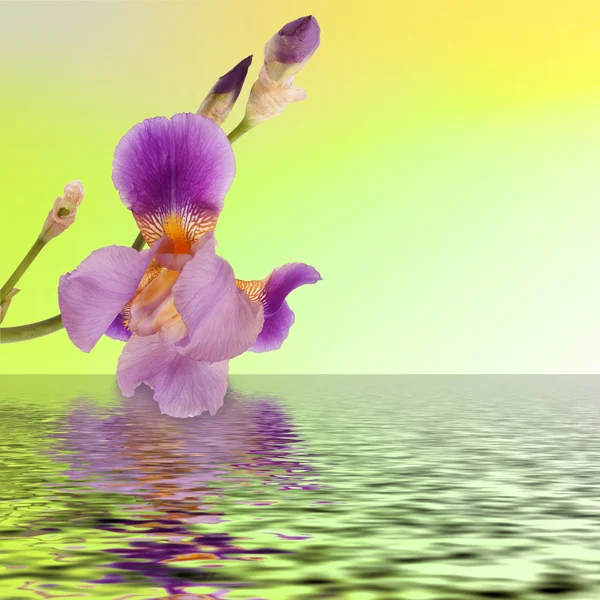 Beautiful flower iris reflection in the water — Stock Photo, Image