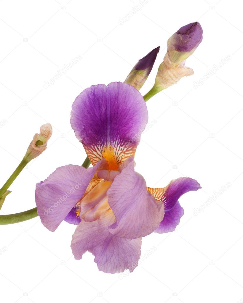 Beautiful purple iris flower isolated on white background