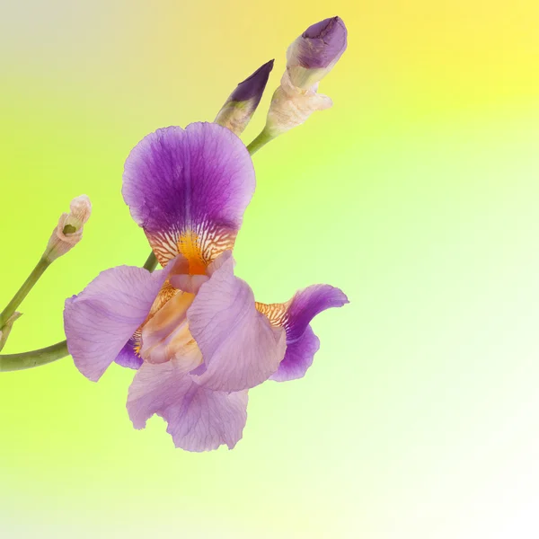 Hermoso iris púrpura sobre el fondo amarillo —  Fotos de Stock