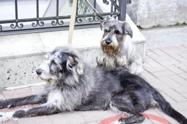 İki köpek.