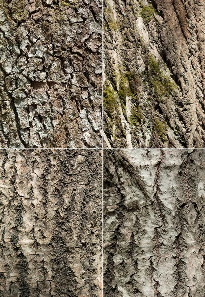 Conjunto de casca de árvore — Fotografia de Stock