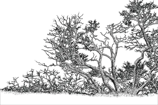Drzewo graficzny rysunek — Zdjęcie stockowe