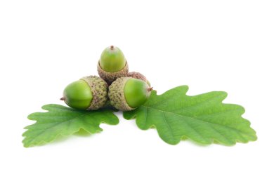 Acorns on oak leaves clipart