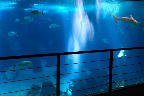 Peces en Lisboa Oceanarium — Foto de Stock
