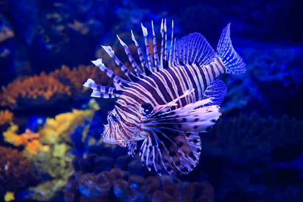 Peixe-leão subaquático em aquário tropical — Fotografia de Stock