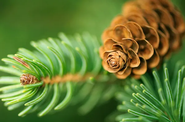 Pine Cone och grenar — Stockfoto