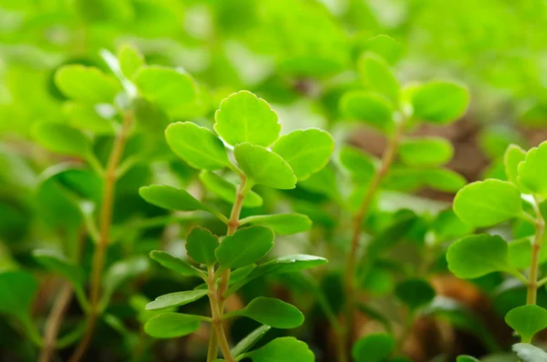 Folhas verdes close-up — Fotografia de Stock