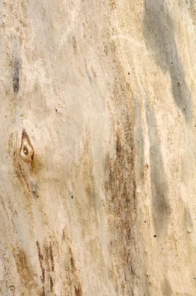 Barkless boom textuur — Stockfoto