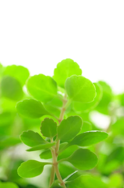 Zielone liście zbliżenie — Zdjęcie stockowe