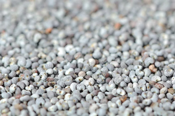 Poppy Seeds Close-up — Stock Photo, Image