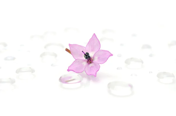 Delicada flor rosa en gotas de agua — Foto de Stock