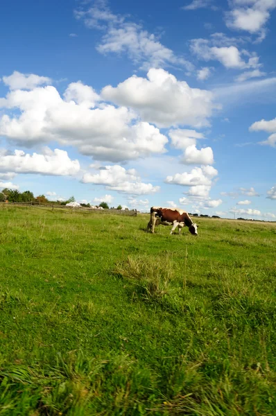 Kuh weidet auf Weide — Stockfoto