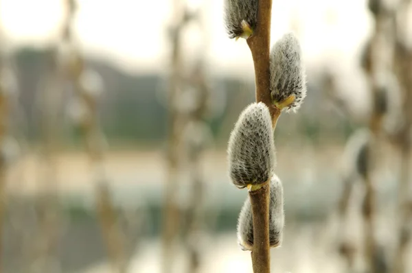 Willow Catkins in Early Spring — Stock Photo, Image