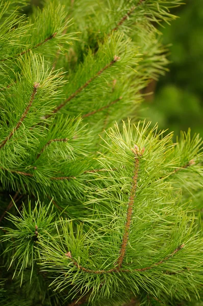 Young Green Pine Branches — Stock Photo, Image