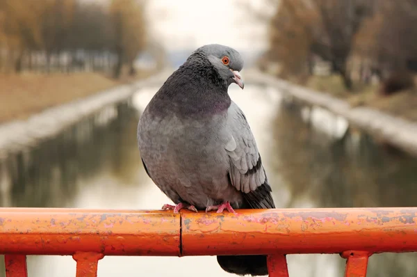 Pigeon Sitting on Rail Close-up — Stock Photo, Image