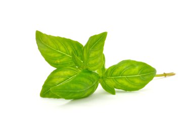 Fresh Green Basil Isolated on White Background clipart