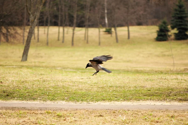 Ворона приземлитися — стокове фото
