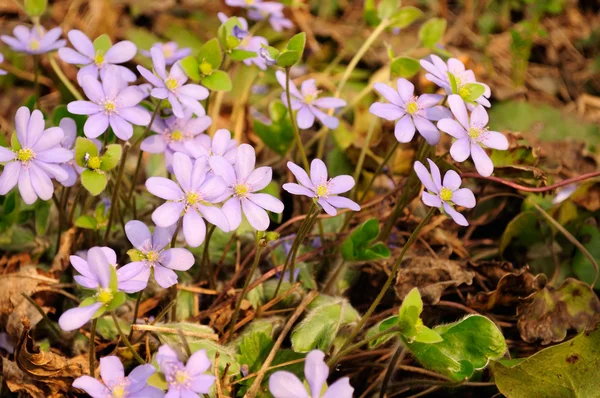 Hepatica Nobilis (Liverleaf) Flores —  Fotos de Stock
