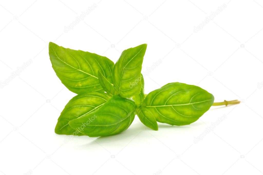 Fresh Green Basil Isolated on White Background