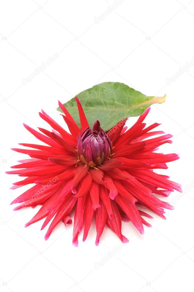 Red Dahlia with Leaf Isolated on White Background