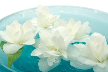 Jasmine Flowers Floating on Water clipart
