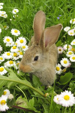 Cute Baby Rabbit in Grass clipart