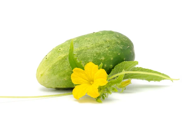 Gurka med gröna blad, blomma och klänge — Stockfoto