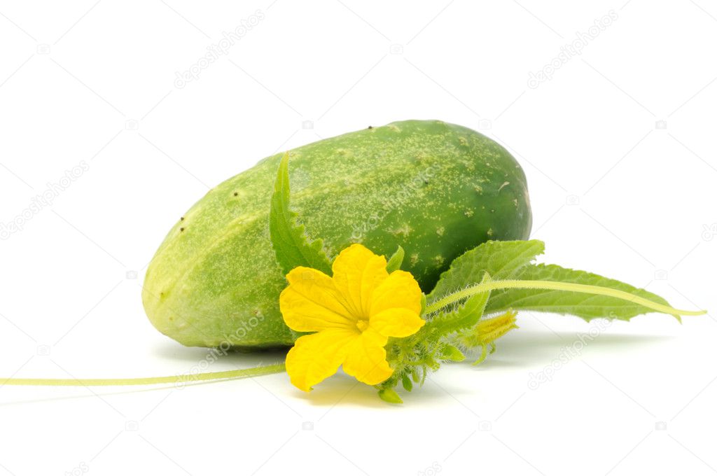 Cucumber with Green Leaf, Flower, And Tendril