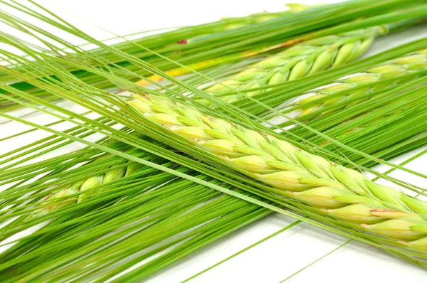 大麦の緑の耳 — ストック写真