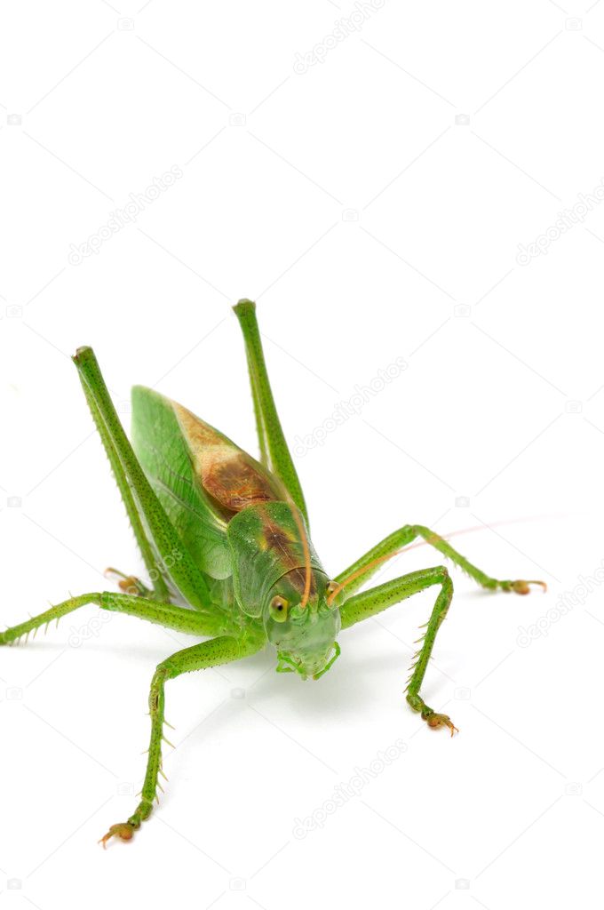 Grasshopper Close-up