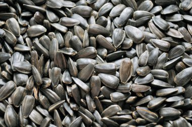 Sunflower Seeds Close-up clipart