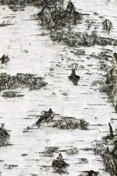 Birch Bark Texture — Stock Photo, Image