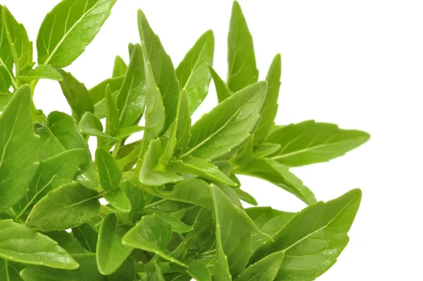 Green Piccolo Basil — Stock Photo, Image