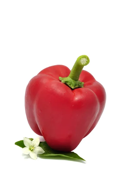 Peperoncino rosso con foglia e fiore — Foto Stock