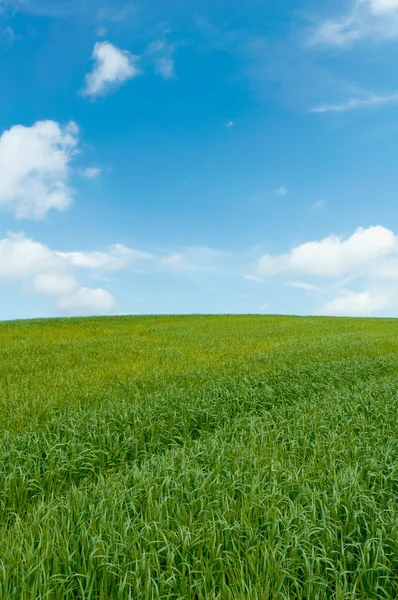 Prachtig groen veld — Stockfoto