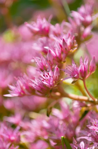 Vacker rosa sedum spurium blommor — Stockfoto
