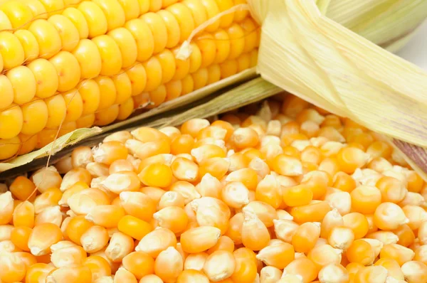 Maïskorrels en maïskolf — Stockfoto