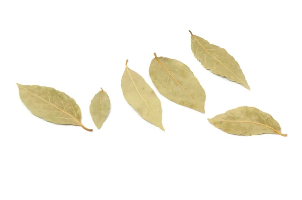 Bay Leaves — Stock Photo, Image