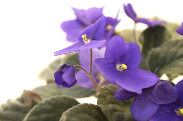 Mooie violet — Stockfoto