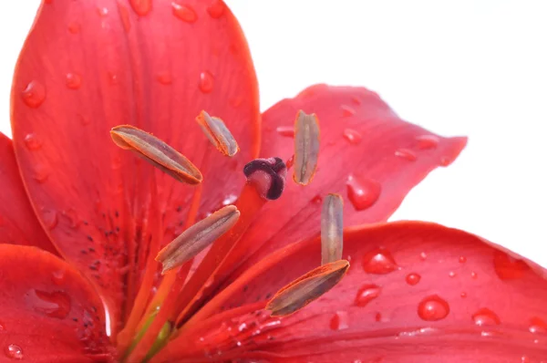 Lily vermelha com gotas de orvalho Close-up — Fotografia de Stock