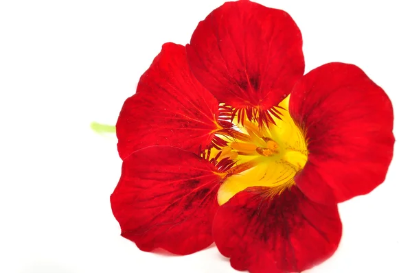 Цветок настурция — стоковое фото