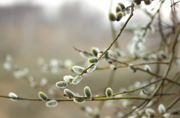 Willow Catkins — Stock Photo, Image