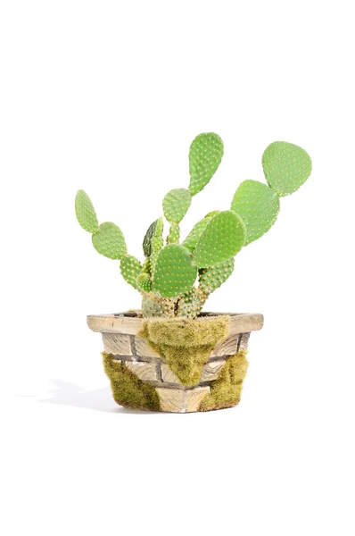 Orecchie di coniglio Cactus (Opuntia Microdasys) in vaso — Foto Stock