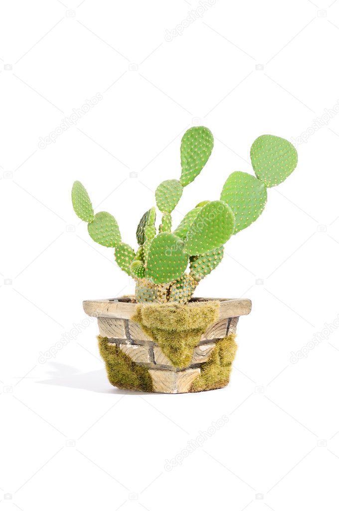 Bunny Ears Cactus (Opuntia Microdasys) in Pot