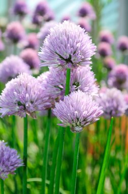 çiçek açan chives